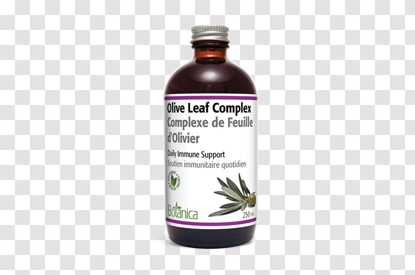 Olive Leaf Herb Extract Health - Kombucha Transparent PNG