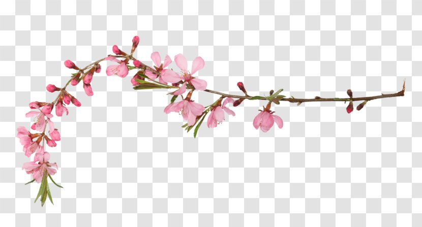 Cherry Blossom Spring Clip Art - Wasp - Floral Design Transparent PNG