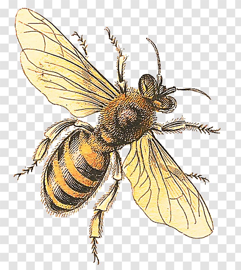 Honey Background - Beekeeping - Blowflies Black Fly Transparent PNG