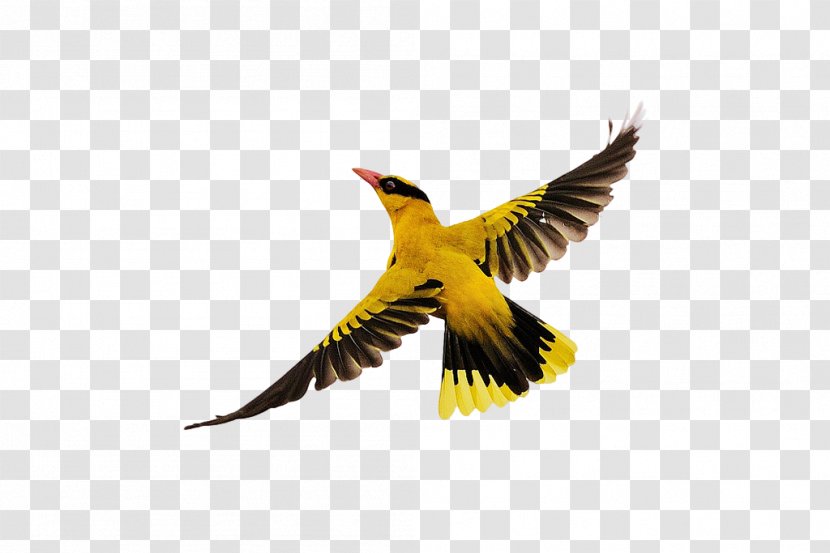 Bird Flight - Google Images - Birds Flying Transparent PNG