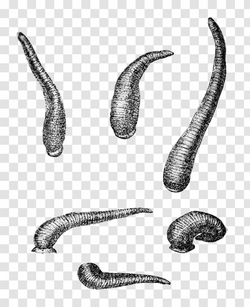 Worm Limnatis Nilotica Leech Wikipedia Hirudinidae - Movements Transparent PNG