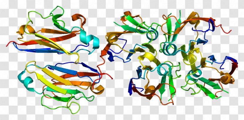 Polymeric Immunoglobulin Receptor Protein Antibody Wikipedia A - Watercolor - Tree Transparent PNG