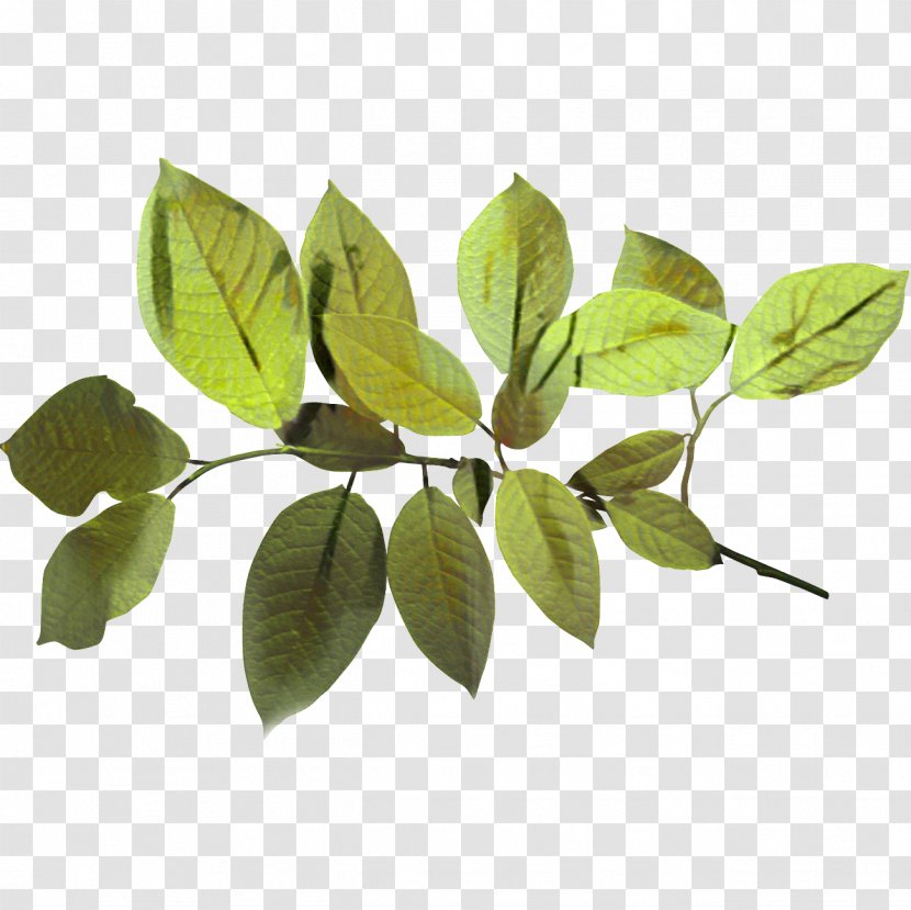 Twig Background - Discounts And Allowances - Branch Woody Plant Transparent PNG