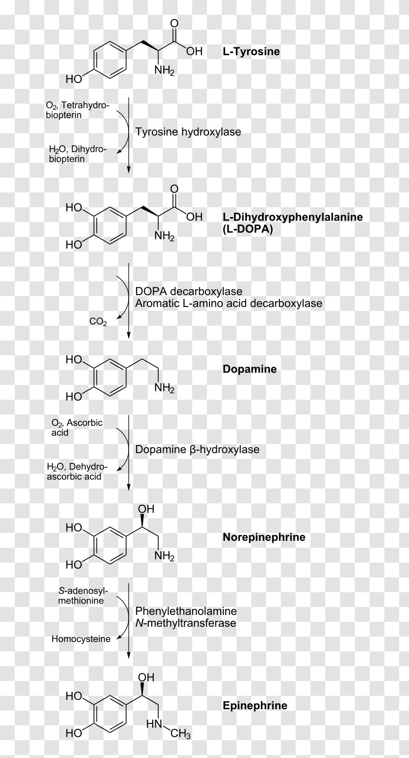 Catecholamine Norepinephrine Biosynthesis Dopamine Tyrosine - Text - Metabolic Pathway Transparent PNG