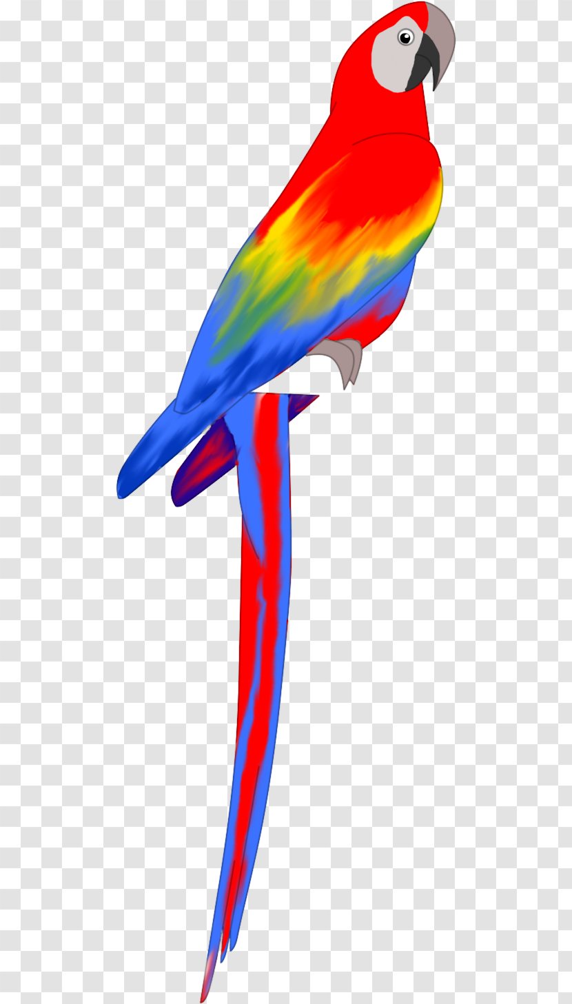 Macaw Feather Beak Parakeet Wing - Rainbow Road Transparent PNG