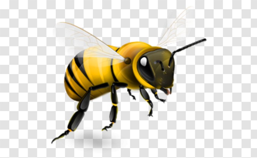 Western Honey Bee Insect Bumblebee - Removal Transparent PNG