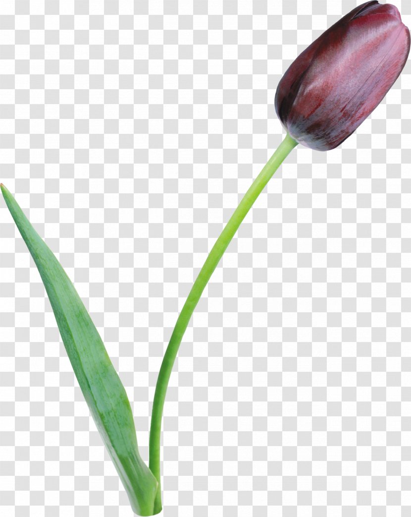 Tulipa Clusiana Flower Lilac Petal - Tulip Transparent PNG
