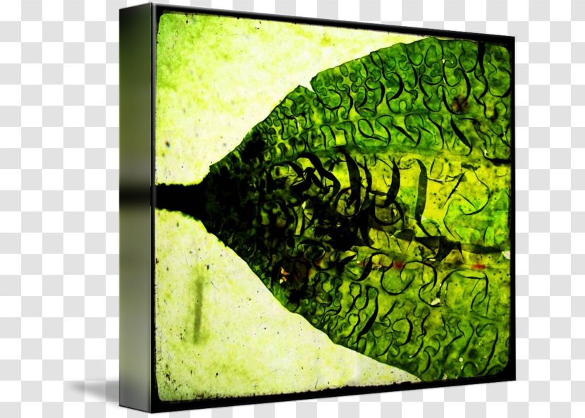 Leaf Vegetable Tree Green Plant - Organism - Seaweed Transparent PNG