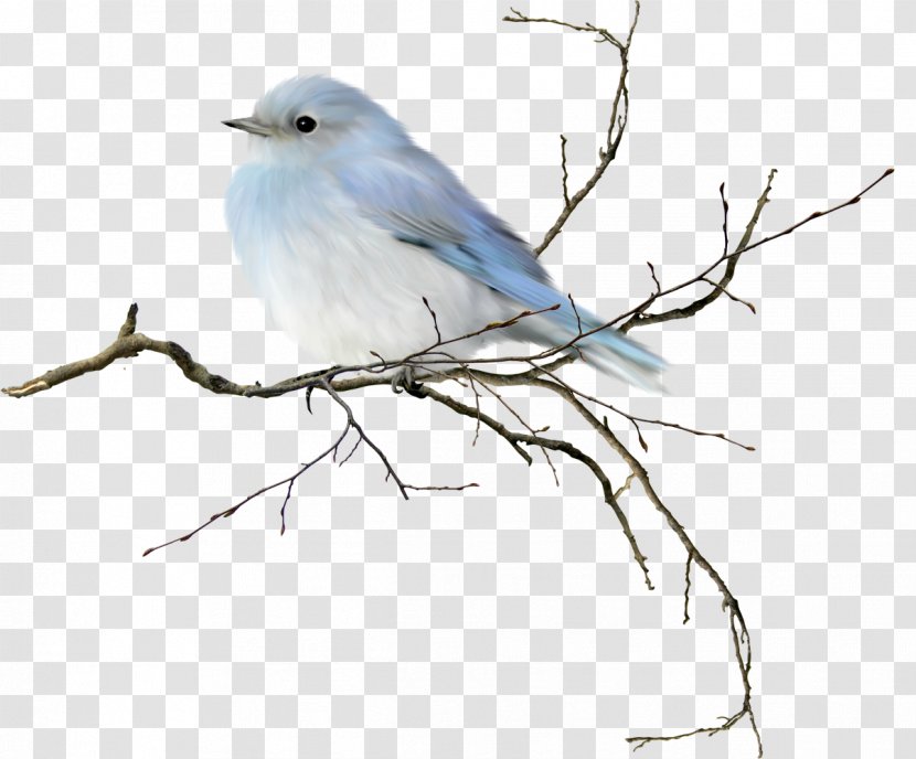 Mountain Bluebird Eastern Western Clip Art - Gull Transparent PNG