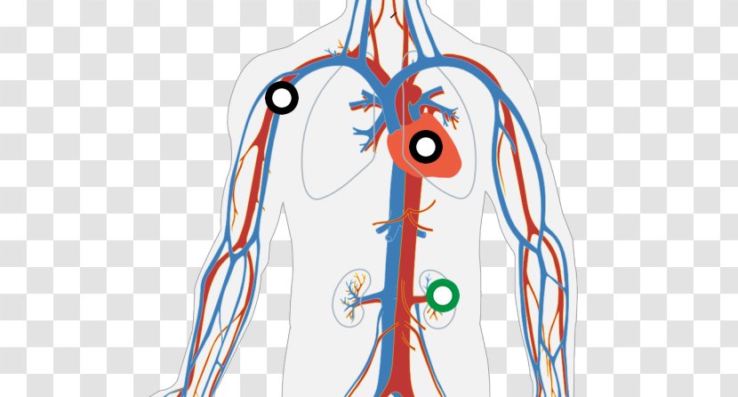 The Circulatory System Human Body Diagram Heart - Tree Transparent PNG