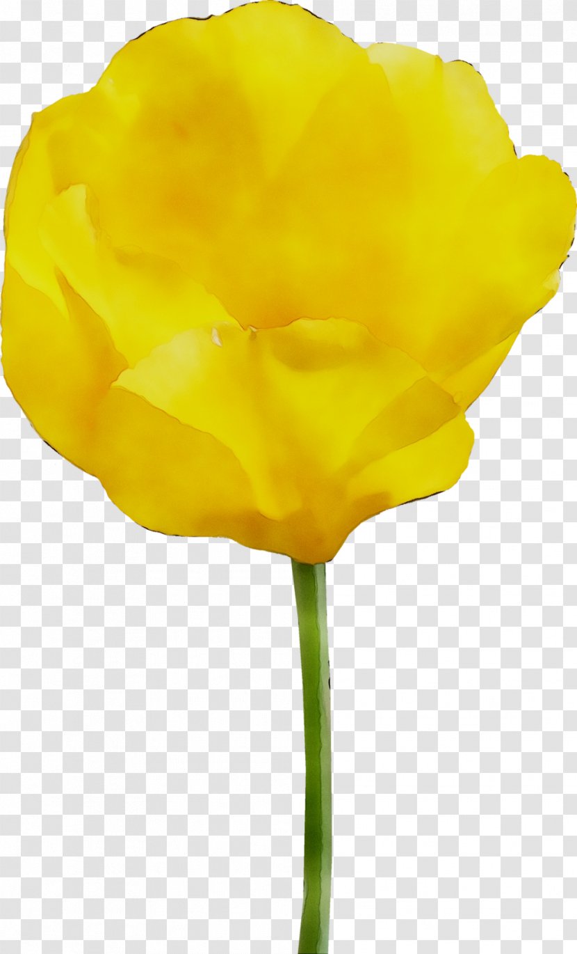 Tulip Yellow Cut Flowers Rose Family - Flowering Plant - Stem Transparent PNG