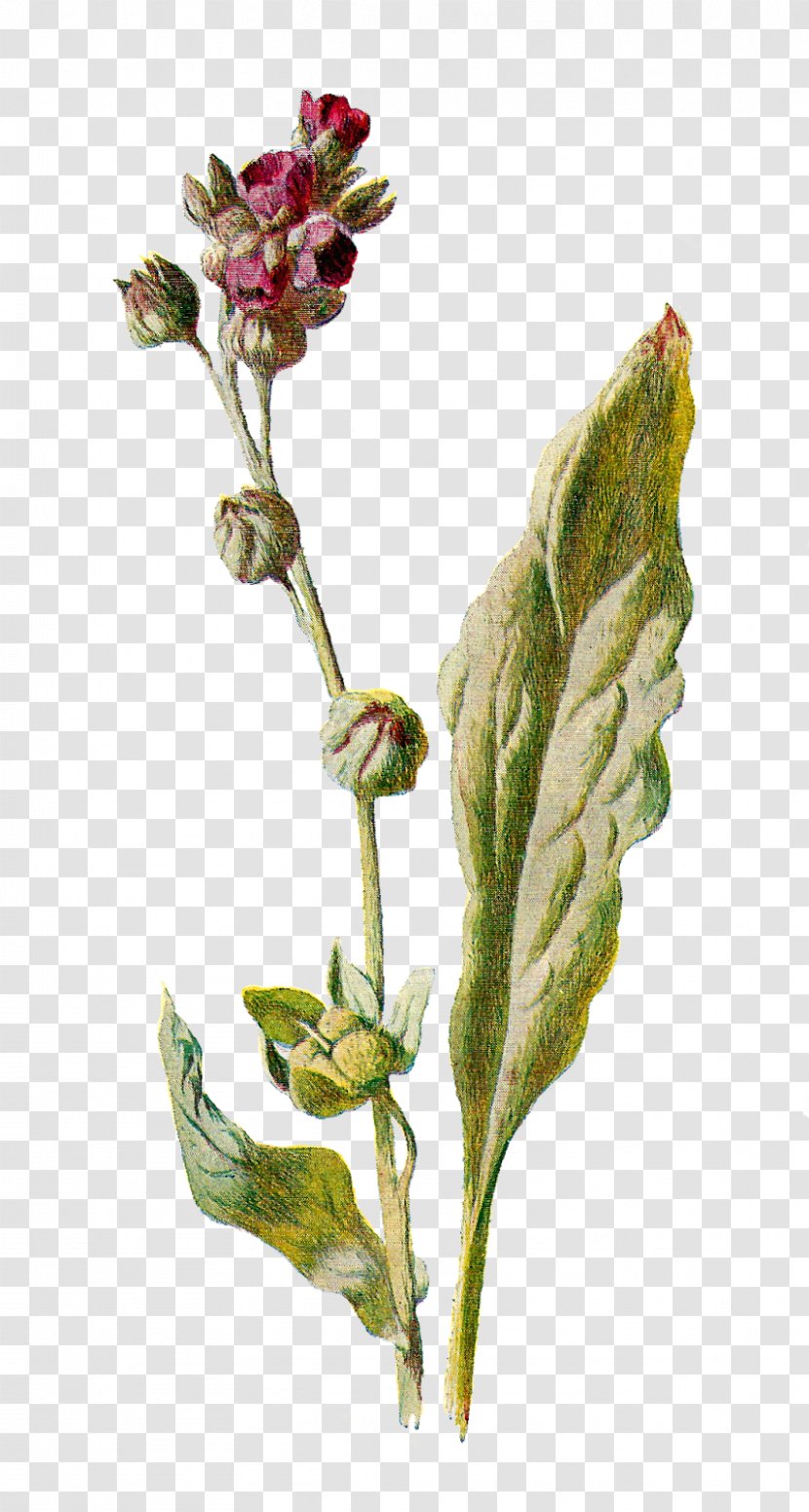 Cynoglossum Officinale Botany Botanical Illustration Flower Stock Photography - Flora Transparent PNG