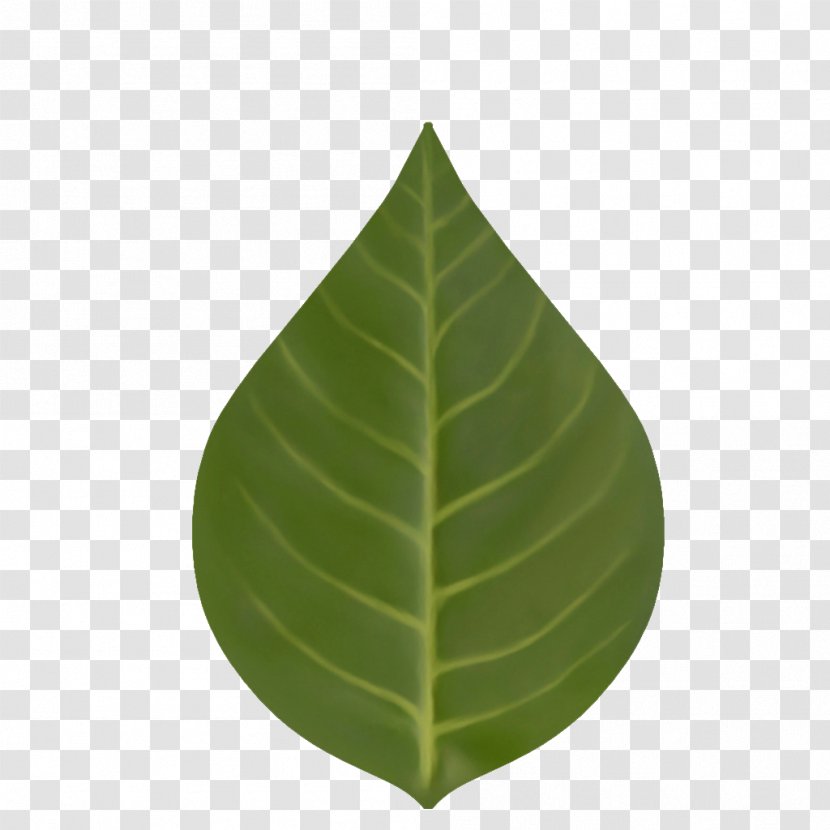 Leaf - Plant - Novo Em Folha Transparent PNG
