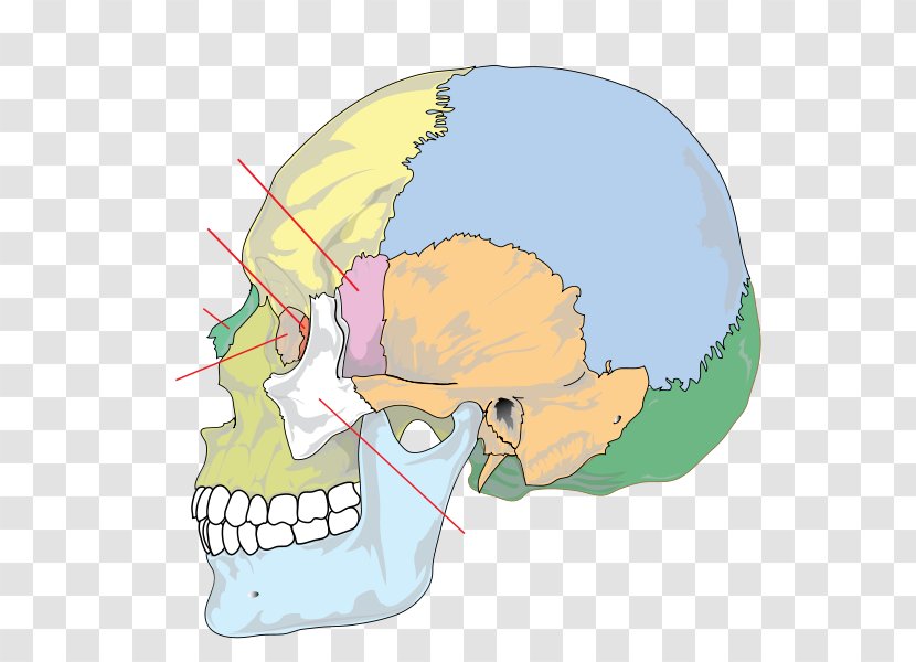 Skull Palatine Bone Anatomy Human Skeleton Transparent PNG