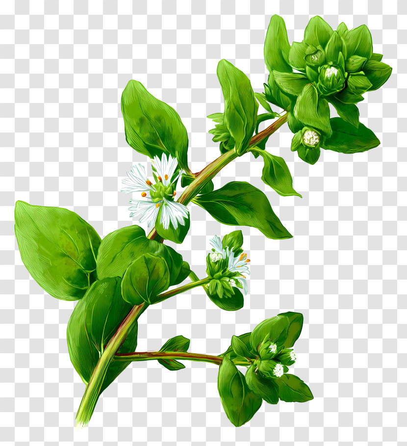 Chickweed - Green Plant With White Flowers Transparent PNG