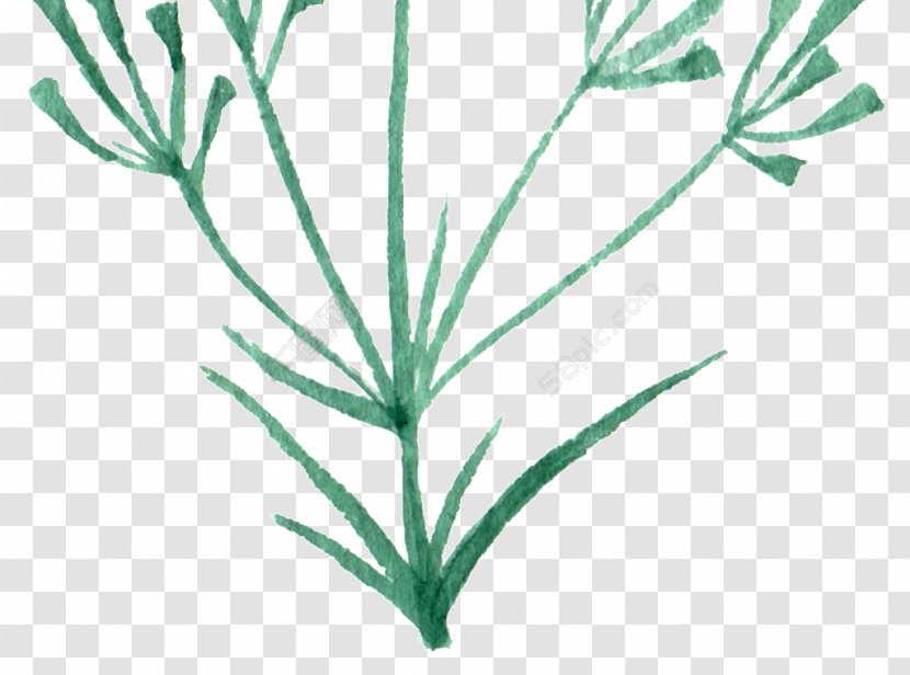 Twig Green Image Graphics Photograph - Grass Family - Rgb Color Model Transparent PNG