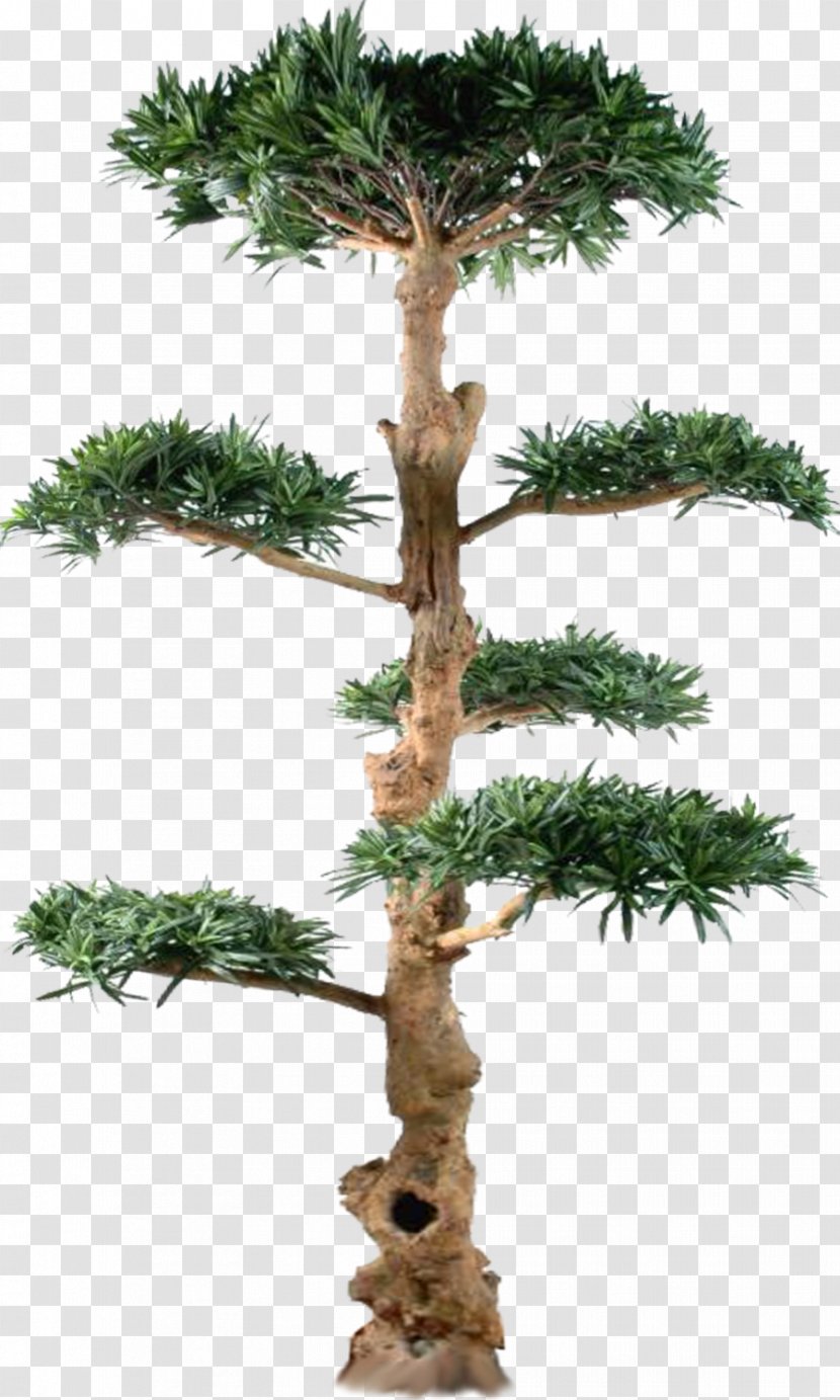 Tree Pine Bonsai Larch - Family Transparent PNG