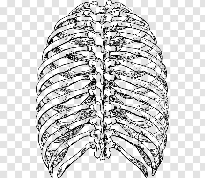 Bone Rib Cage Thoracic Vertebrae - Heart - Skeleton Transparent PNG