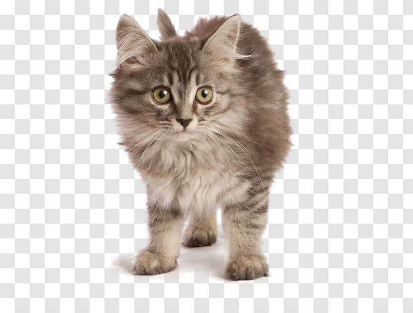 Ragamuffin Cat Kurilian Bobtail American Maine Coon Cymric - Cute Transparent PNG