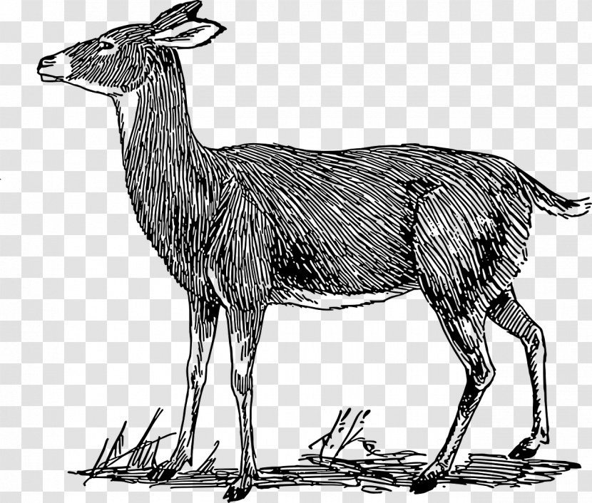 White-tailed Deer Roe Moose Clip Art - Line - Side View Transparent PNG