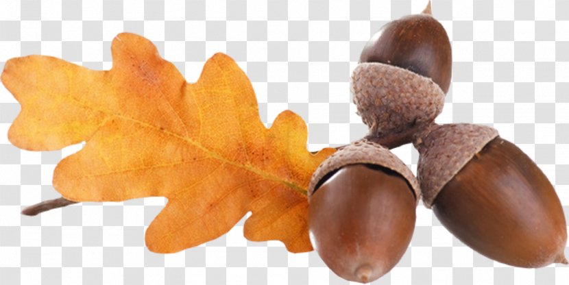 Acorn Oak Clip Art Transparent PNG