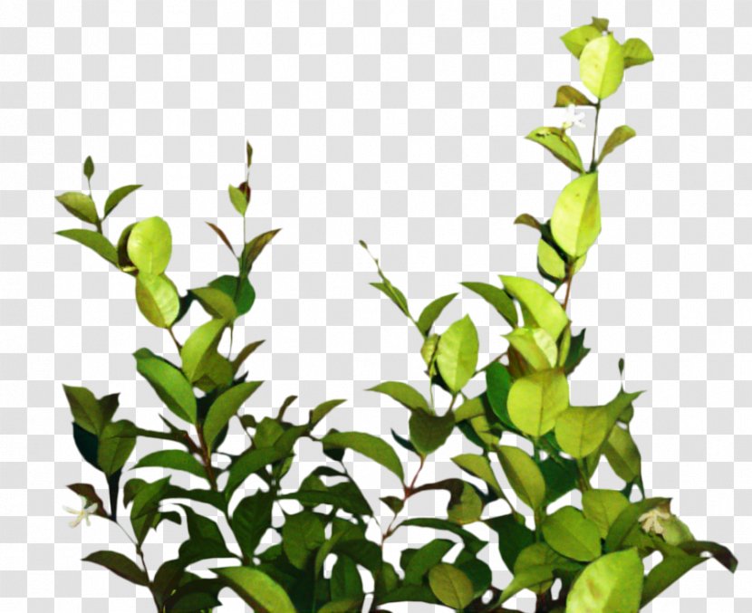 Drawing Tree - Leaf - Shrub Grass Transparent PNG