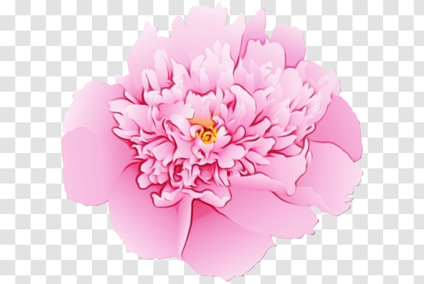Flowers Background - Pink M - Saxifragales Cut Transparent PNG