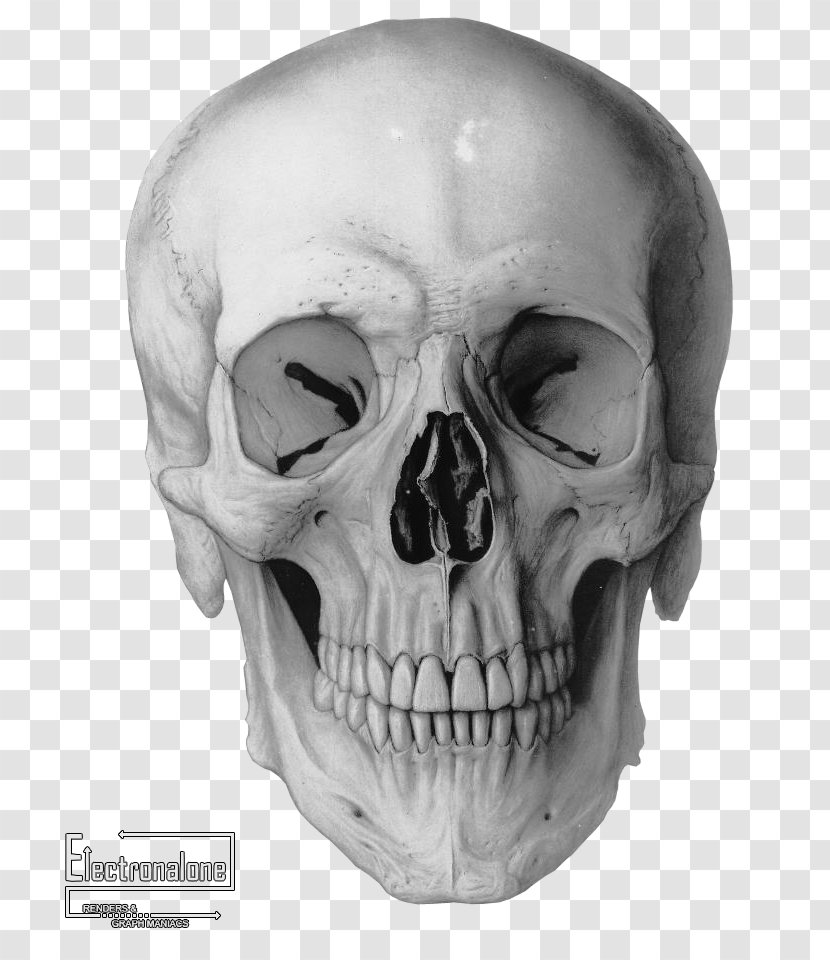 Human Skull Drawing Frontal Bone Homo Sapiens - Crane Transparent PNG