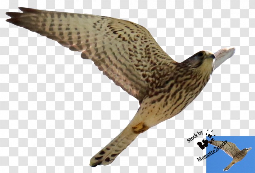 Bird Of Prey Hawk Buzzard Accipitriformes - Cut Out Transparent PNG