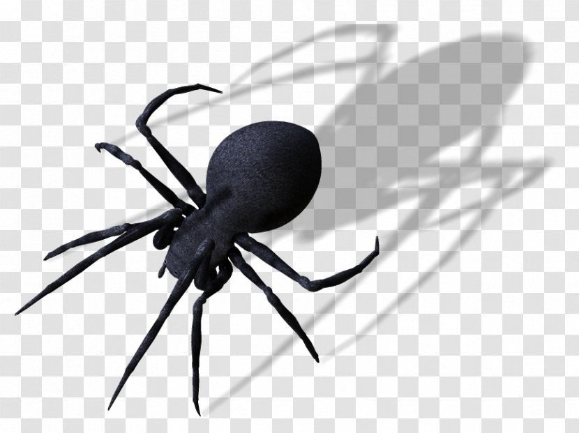 Spider Web Clip Art - Insect Transparent PNG