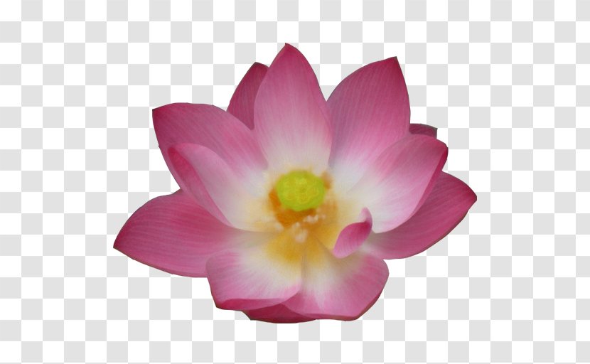 Nelumbo Nucifera Pink M Herbaceous Plant Lotus-m - Sacred Lotus Transparent PNG