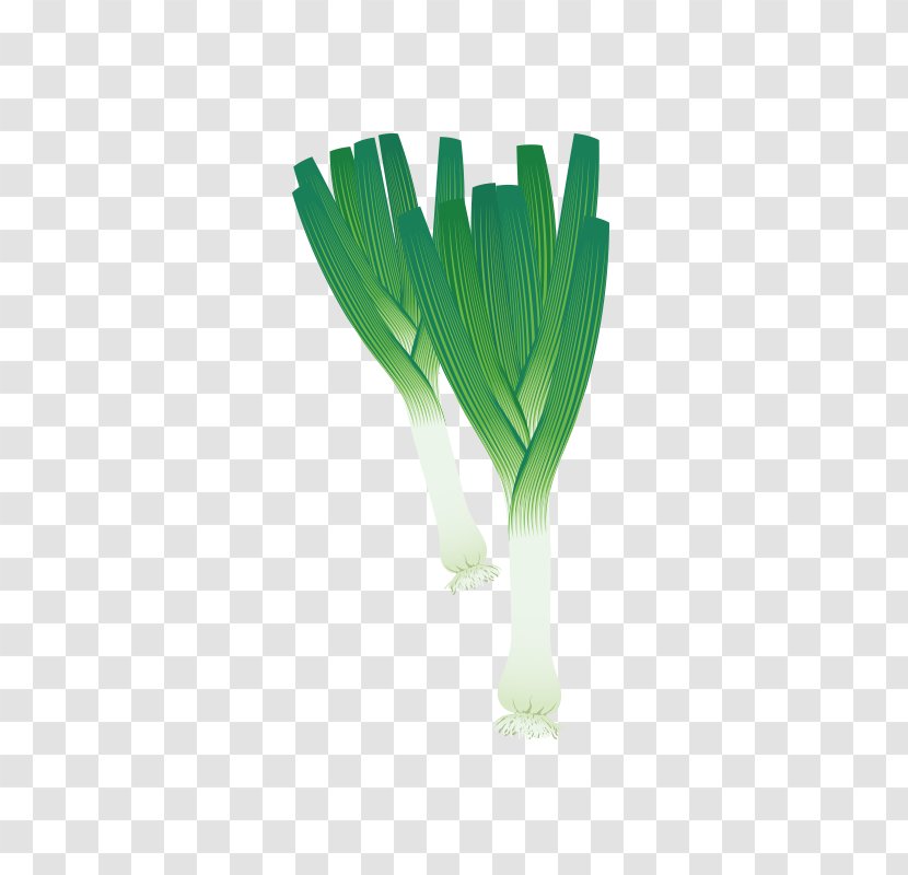 Vegetable Coloring Book Shallot Allium Fistulosum Drawing - Ingredient - Hand Painted Green Onions Transparent PNG