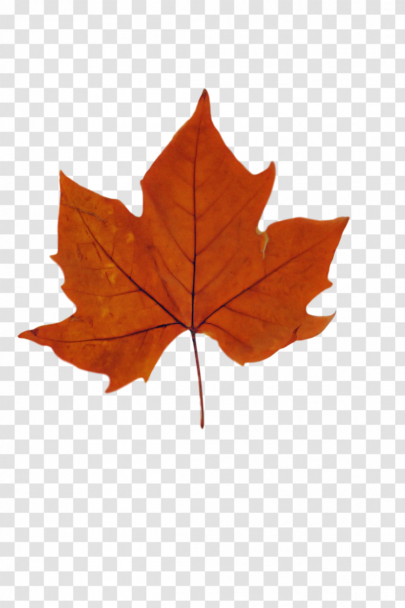 Leaf Maple Leaf / M M-tree Tree Plants Transparent PNG