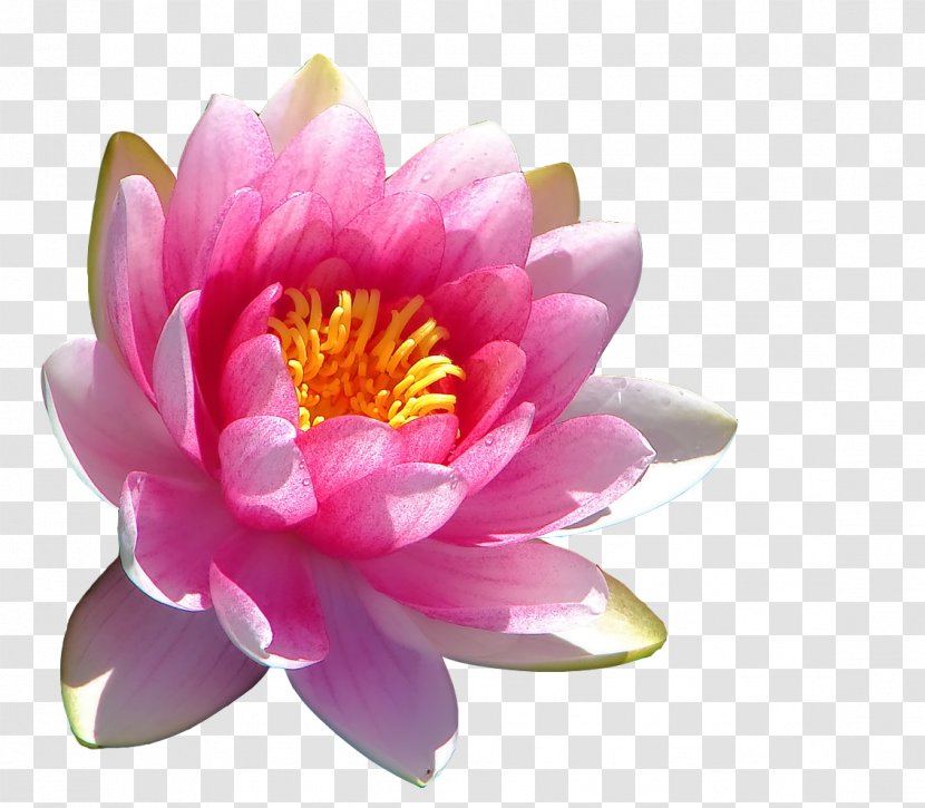 Nelumbo Nucifera Egyptian Lotus Aquatic Plants Pond Lilium - Proteales - Waterlily Transparent PNG