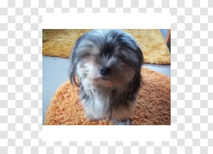 Morkie Shih Tzu Little Lion Dog Yorkshire Terrier Havanese - Chinese Imperial - Puppy Transparent PNG