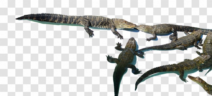 Crocodiles Velociraptor Tyrannosaurus Lizard Dinosaur - Terrestrial Animal - Alligator Transparent PNG