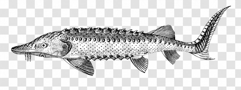 Mackerel Oily Fish Line Art White Transparent PNG