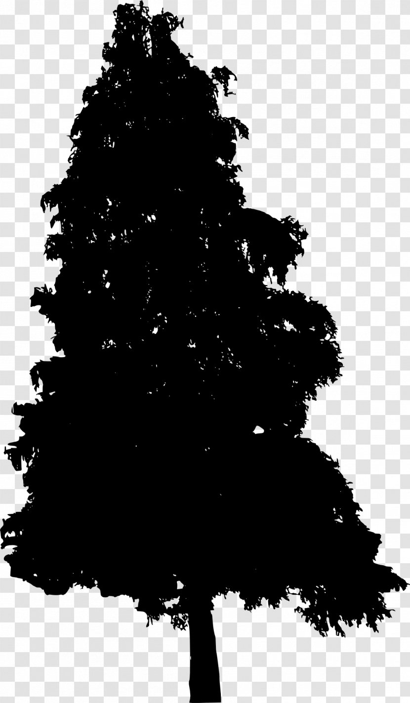 Pine Fir Spruce Tree Conifers - Leaf Transparent PNG