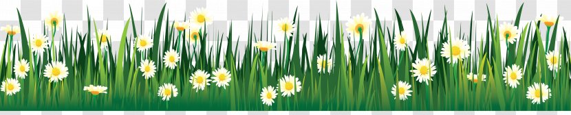 Flower Drawing Tulip Lawn Clip Art - Grass Family Transparent PNG