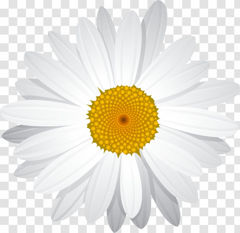 Common Daisy Clip Art - Chamaemelum Nobile - Yellow Transparent PNG