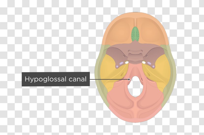 Hypoglossal Canal Occipital Bone Base Of Skull Foramen Magnum - Cartoon Transparent PNG