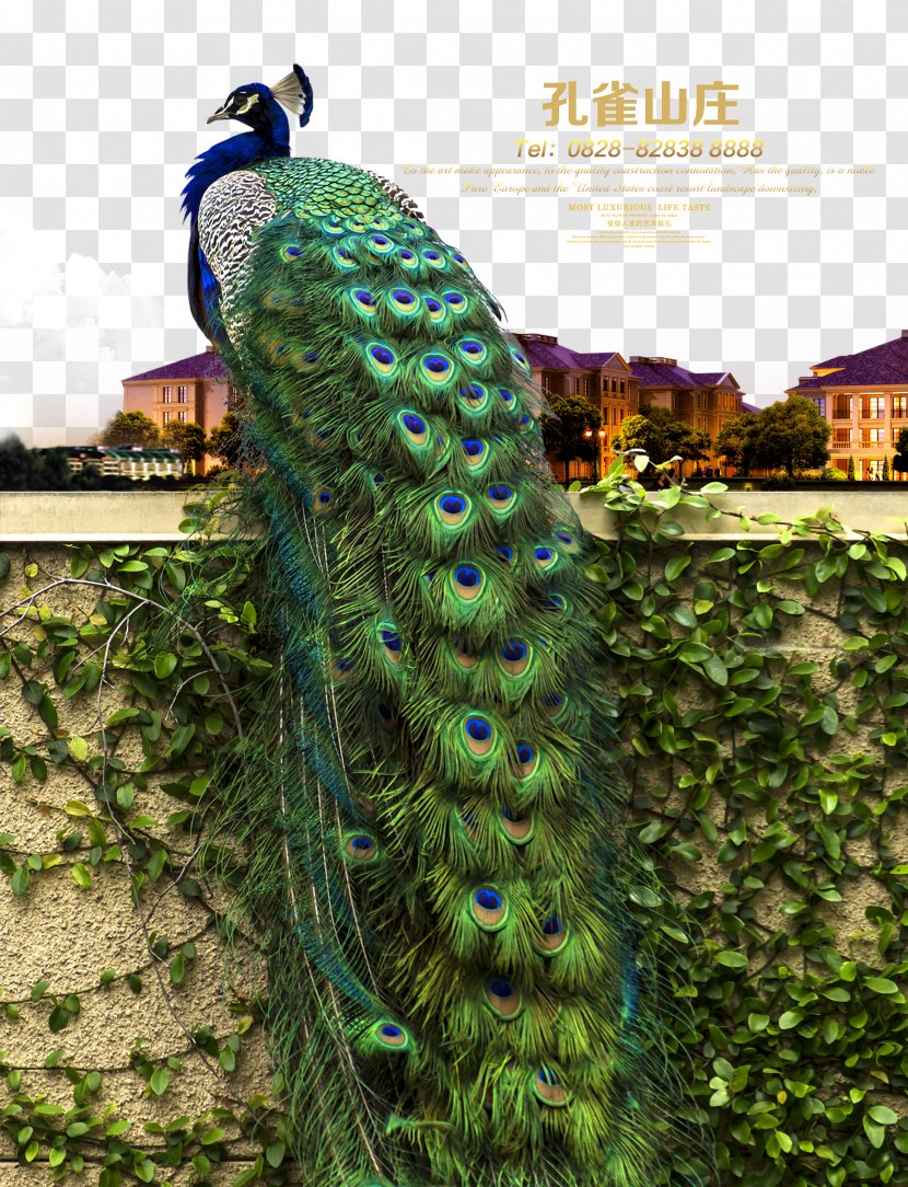 Advertising Poster Real Property Estate Peafowl - Promotion - Peacock Hill Transparent PNG