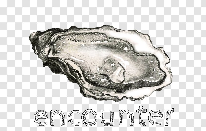 Oyster Bar Mussel Drawing Clam - Art - Seashell Transparent PNG