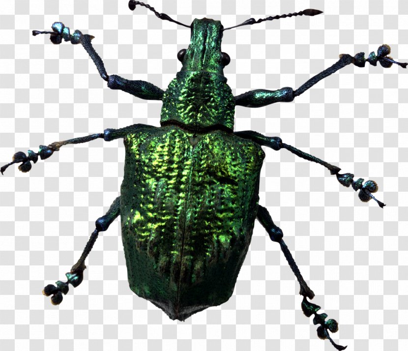 Beetle Look At Insects Clip Art - Invertebrate - Insect Transparent PNG