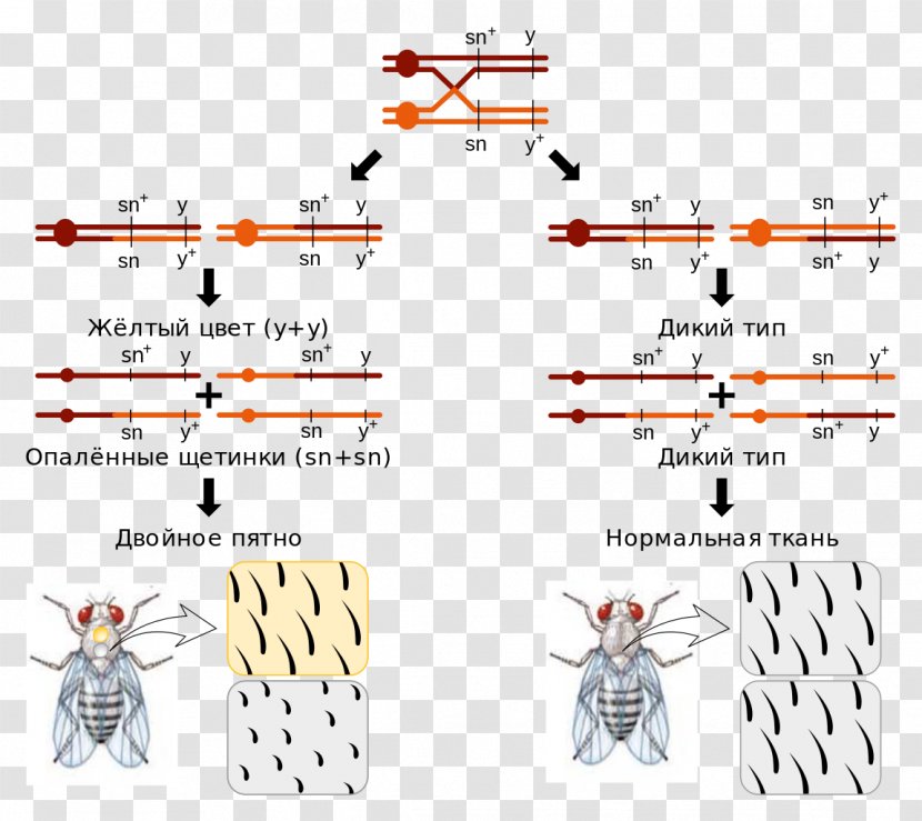 Chromosomal Crossover Mitosis Mitotic Recombination Cell Division Cycle - Diagram - Must Not Transparent PNG