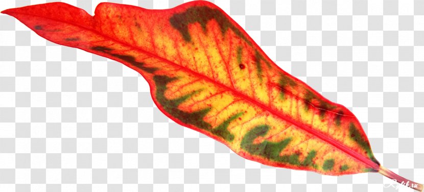 Leaf Plants Vector Graphics Drawing Download - Vascular Bundle - Flatworm Transparent PNG