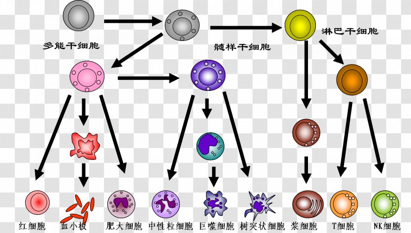 DNA Paternity Testing 2008 Sichuan Earthquake Genetic Child - Technology Transparent PNG