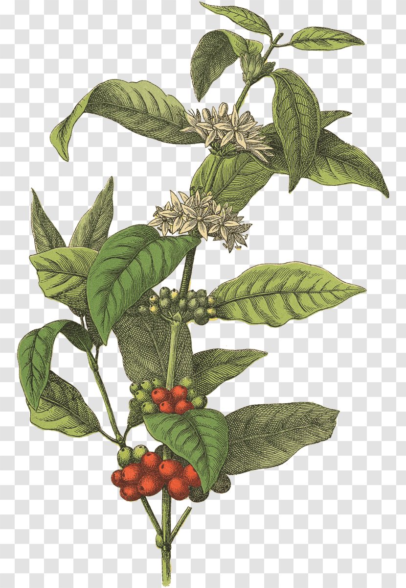 Coffee Bean Cafe Botanical Illustration Arabica - Coffea - Beans Transparent PNG