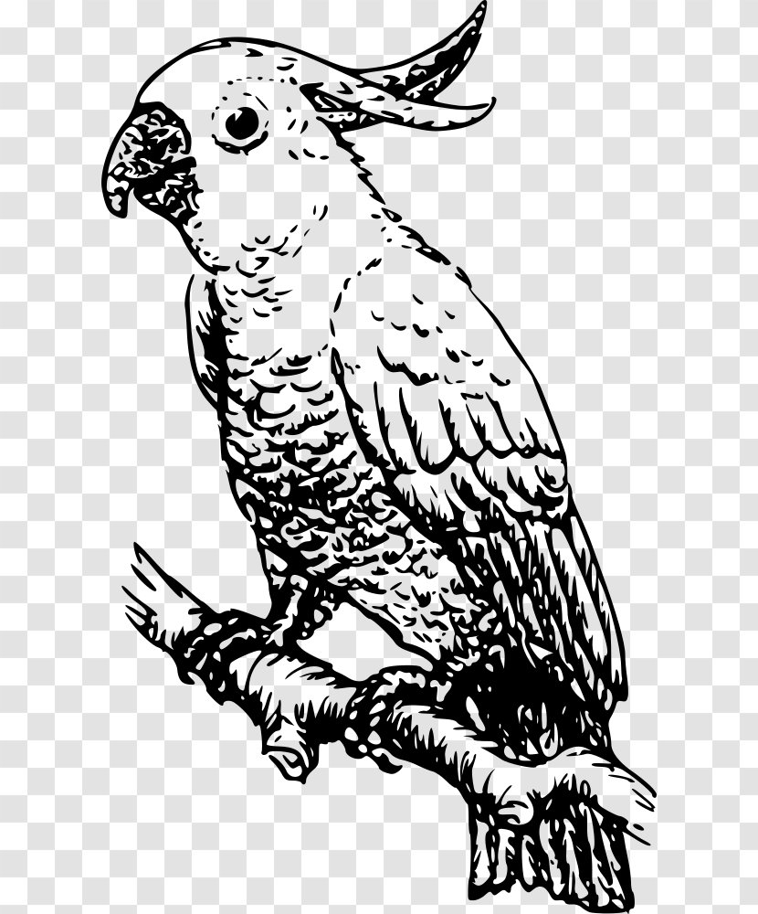 White Cockatoo Bird Cockatiel Clip Art - Artwork Transparent PNG