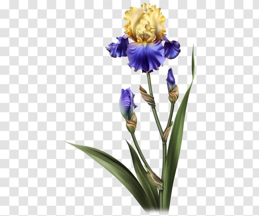 Flowers Background - Plant Stem - Perennial Iris Versicolor Transparent PNG